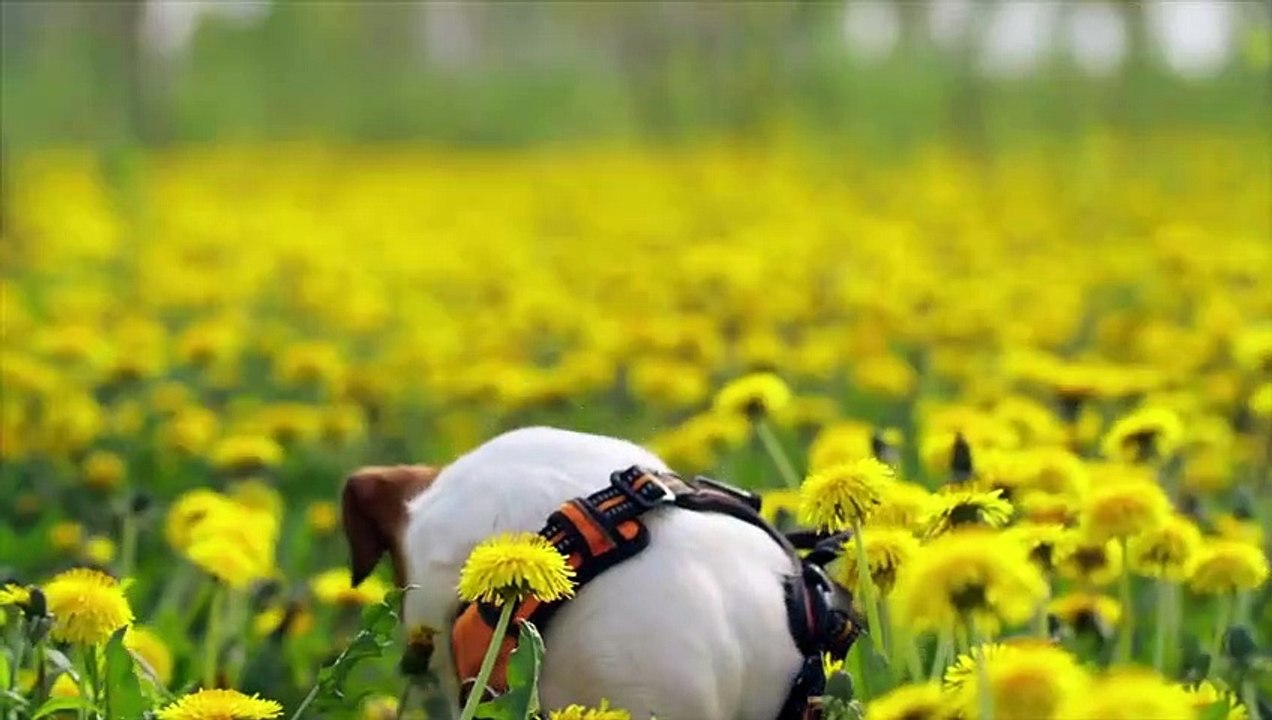 DER WOLFSVERNICHTER Alabai, ein turkmenischer Wolfshund!