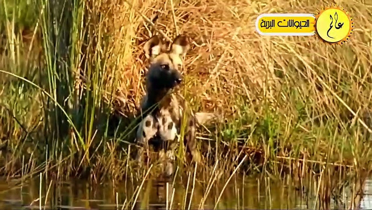 مدهش..أقترب هذا الكلب من بحيرة التماسيح ولكن ما حدث لم يكن متوقعا الحياة البرية في عالم الحيوان