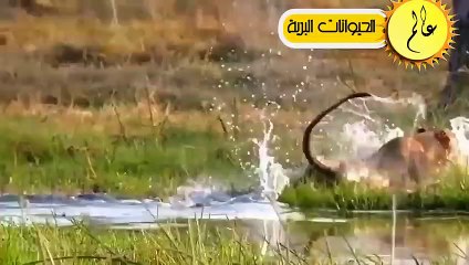 مدهش..الاسود قررت أَخيراً القضاء على الجواميس !! ولكن ما حدث لم يكن متوقعا عالم الحيوان