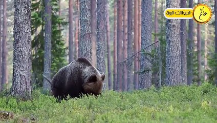 Video herunterladen: مدهش..الدب الأم تدافع عن صغيرها بشكل لا يصدق  عالم الحيوان