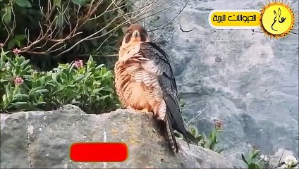 مدهش..الصقور الجائعة لا تعرف الرحمة !!مشهد لا يصدق عالم الحيوان