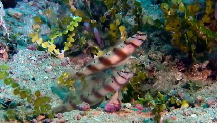 Un poisson ami avec une crevette ! - ZAPPING SAUVAGE 56