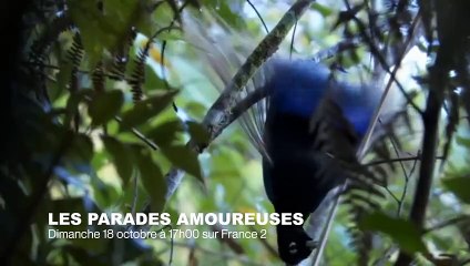 DANSE DES ANIMAUX   EPIC DANCING ANIMALS - ZAPPING SAUVAGE