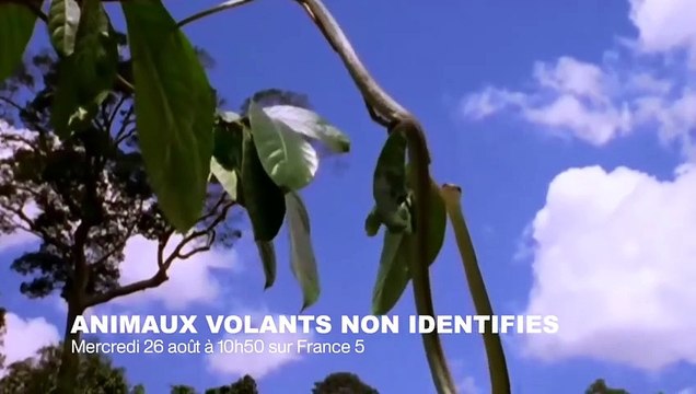 Sexe doux comme un ours polaire - ZAPPING SAUVAGE 38