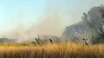 Bombeiros combatem incêndio em vegetação no XIV de Novembro