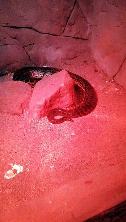 İZMİR DOĞAL YAŞAM PARKI Piton