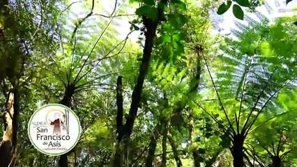 El Bosque del Carbonífero | Conexión Milenio