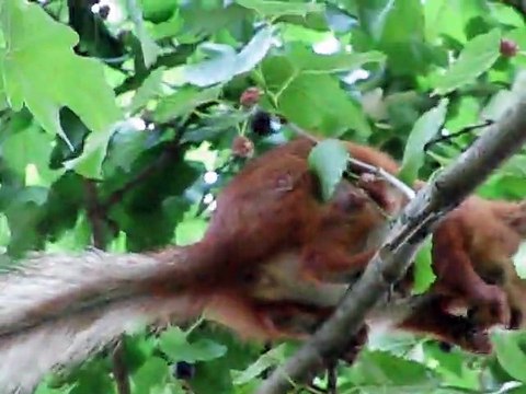 Squirrels are very fond of eating any berries.