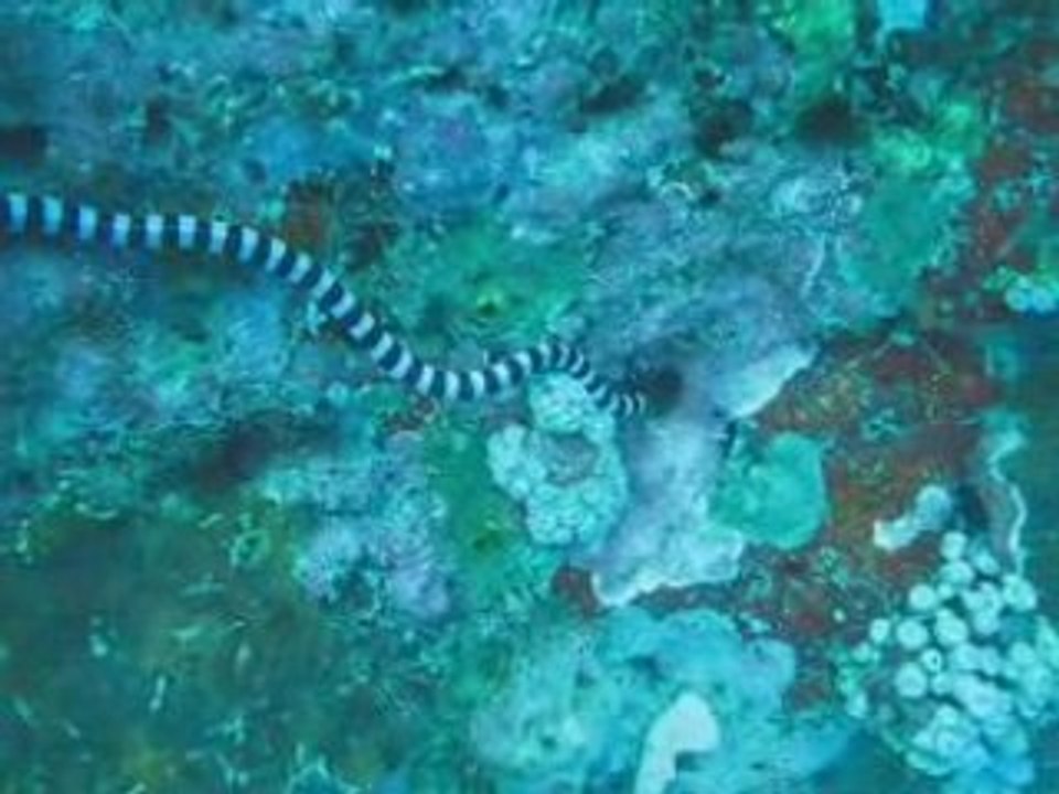 Philippines visayas 2008_0001