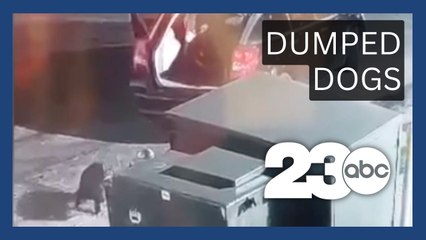 Grocery Outlet dumped dogs headed into foster care