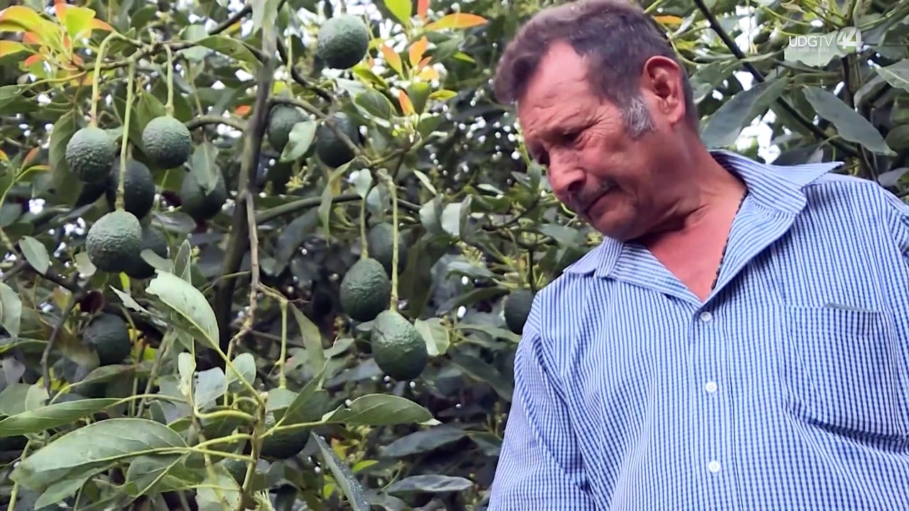 Cambio uso de suelo y tala ilegal acechan los bosques tropicales de Jalisco