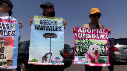 JZ MARCHA POR JIRAFA BENITO PKG 25JUNIO2023