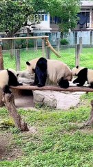 Panda Er Shun Take Care Two Little Panda But..