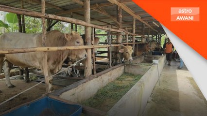 Ibadah Korban: Tempahan lembu tempatan merosot