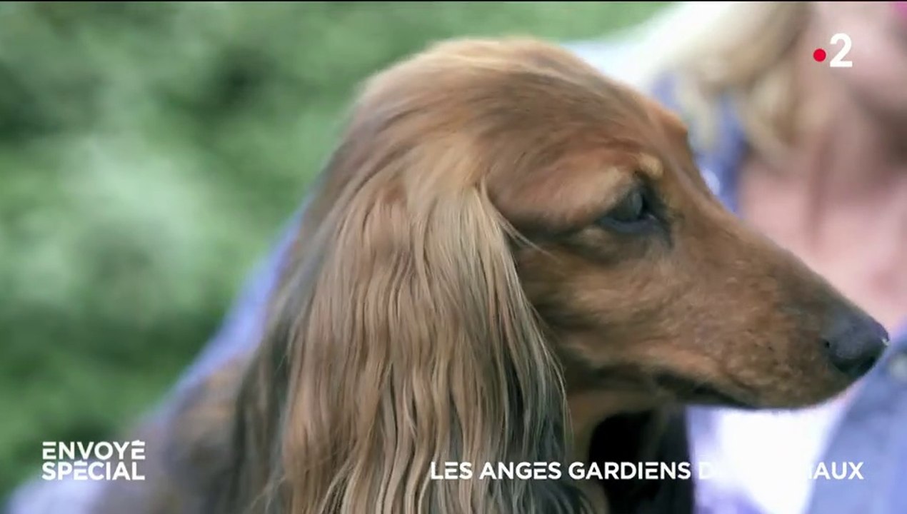 2 chiens victimes de saucisses piégées aux clous par un proche... REPORTAGE Envoyéspécial8juin2023