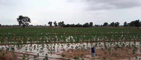 खरीफ फसलों के लिए अमृत समान है बारिश