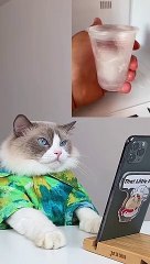 Cat chef. Kitten's scrumptious whipped cream