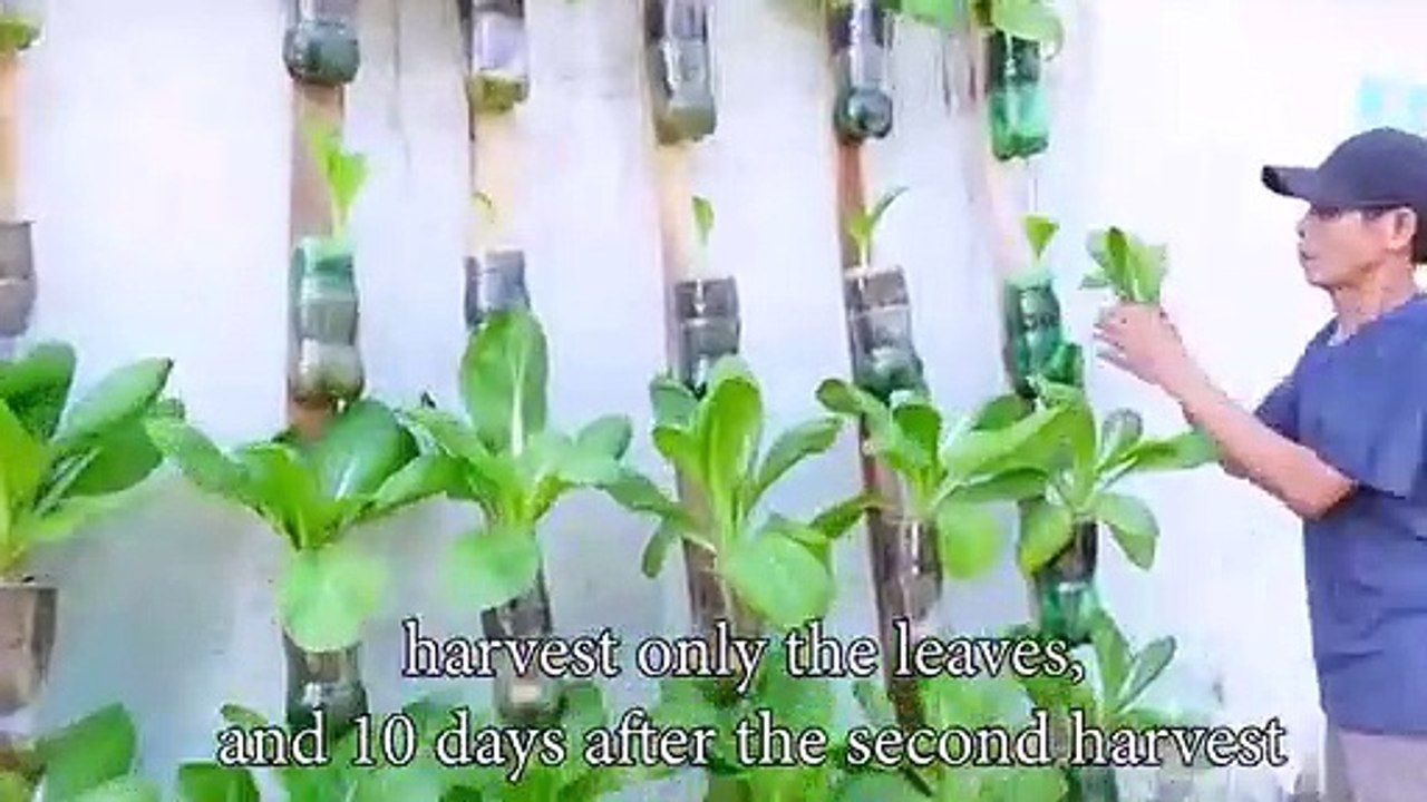 No need for a garden - Turn your wall into a delicious vegetable garden!