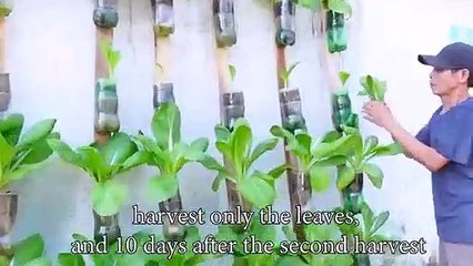 No need for a garden - Turn your wall into a delicious vegetable garden!