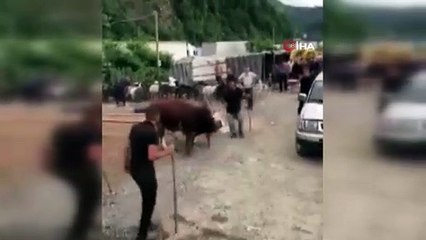 İpini koparan boğa Hopa'da kurban pazarını birbirine kattı