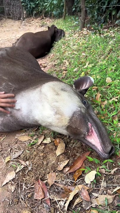 Un tapir aime les gratouilles