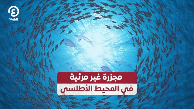 مجزرة غير مرئية في المحيط الأطلسي