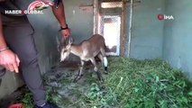 Tunceli'de yaşandı... Yaban keçisi, köpeklerin saldırısından baraj gölüne atlayarak kurtuldu