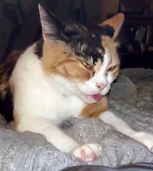 Derpy Cat Makes Biscuits