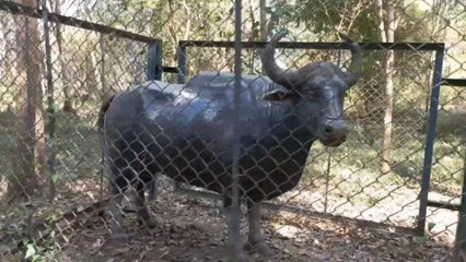 haliyal Dandeli tourist place best eco park