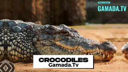 From Prehistoric Giants to Modern Survivors: The Incredible Story of Crocodile Evolution