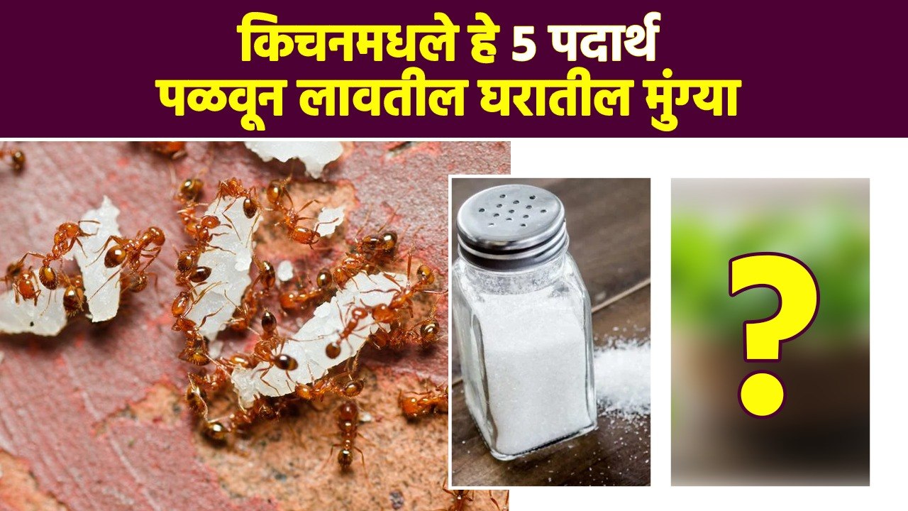 घरात मुंग्या कधीच होणार नाहीत | How to Get Rid of Ants | Natural Ways to Get Rid of Ants | RI3