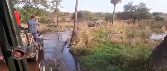 रणथम्भौर: अभी और टल सकती है बाघिन की शिफ्टिंग