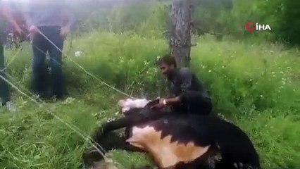 Kurbanlık dana kaçtı sahibi kovaladı!