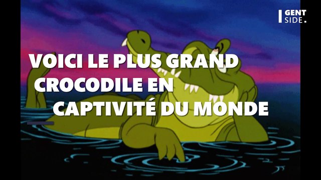 Plus de 1000 kg, 5,5m de long, voici le plus grand crocodile en captivité du monde
