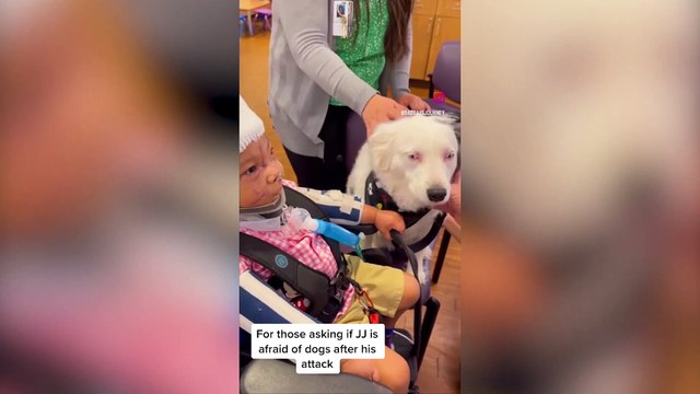 Boy mauled by neighbour's pit bull thriving and playing with dogs again