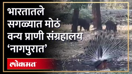 1914 हेक्टर वनक्षेत्रावर देशातील सगळ्यात मोठं प्राणी उद्यान