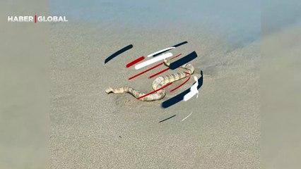 Sahile vuran deniz yılanı okyanusa bir türlü geri dönemeyince hayatını kaybetti
