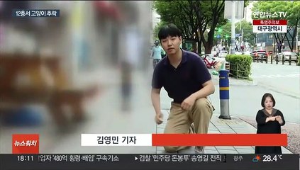 12층 건물서 고양이 2마리 추락해 즉사…목격자 "창으로 내던져"