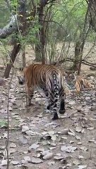 रणथम्भौर की तर्ज पर अब धौलपुर में होगा एनक्लोजर का निर्माण