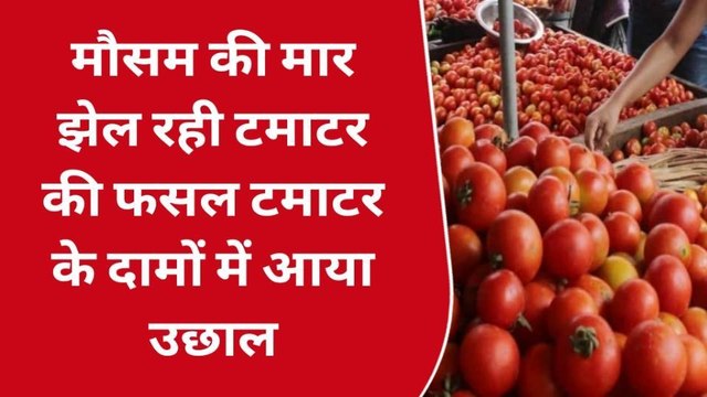 रामपुर: टमाटर के भाव क्यों छू रहे आसमान, जानिए इस खबर में