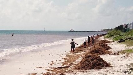 Sargazo en el Caribe: ¿lastre o negocio?