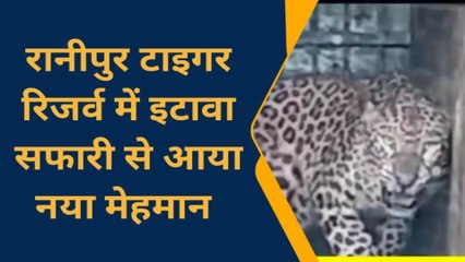 चित्रकूट: यहां फिर आया तेंदुआ,इसकी दहाड़ देख दहल जाएंगे आप