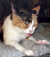 Derpy Cat Makes Biscuits