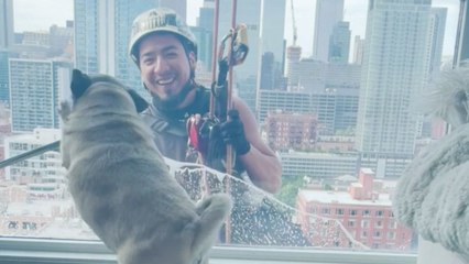 Dog Plays With Window Cleaner 22 Stories High | Wild-ish TV
