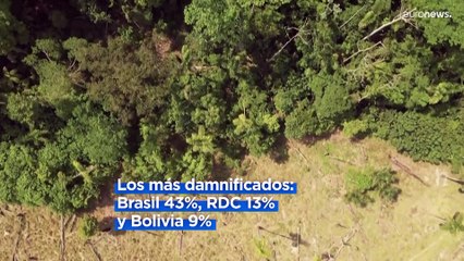 El mundo perdió en 2022 una superficie de selva tropical del tamaño de Suiza