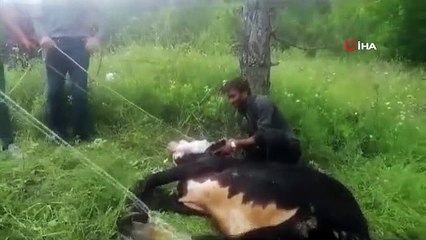 Echappée à son propriétaire, la victime a blessé 4 personnes, pourrait être rattrapée en 6 heures