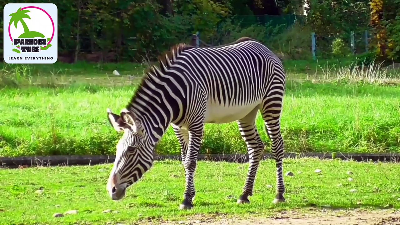 zebra ki maloomat | zebra finch | zebra finches | zebra finch mutation ...