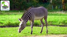 zebra ki maloomat | zebra finch | zebra finches | zebra finch mutation