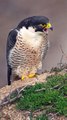 Peregrine Falcon Coughs Up Pellet