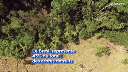 Une surface de forêt tropicale équivalente à la Suisse perdue en 2022